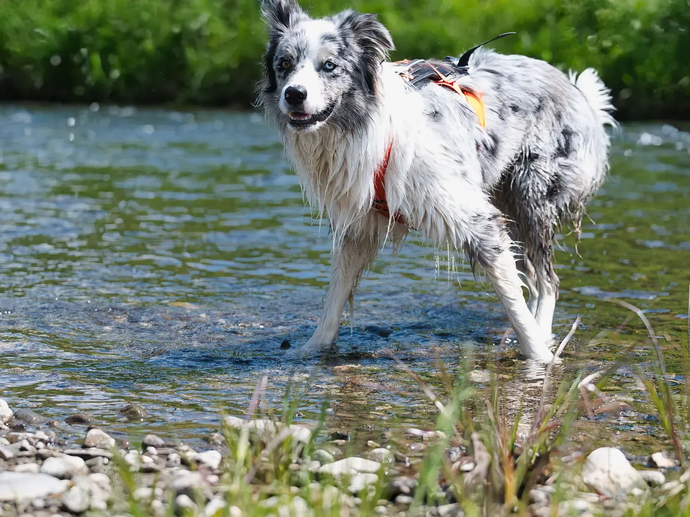 Australian shepherd in a harness cooling off in a creek on a walk