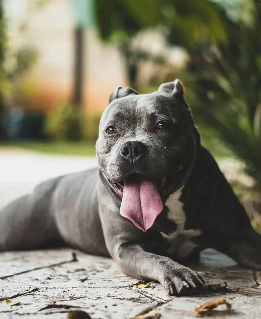 Gray pit bull grinning on a sunny patio, tongue out