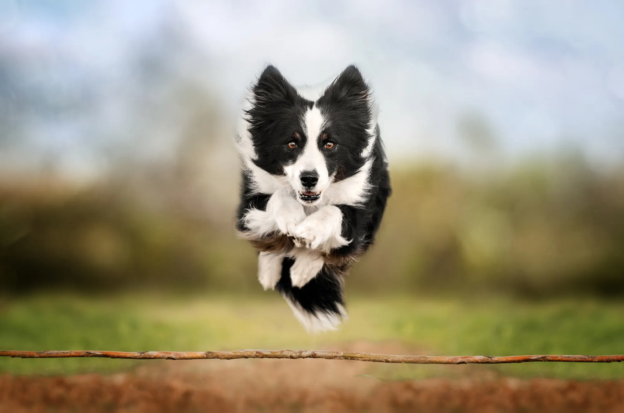 Border collie leaping across a field toward the camera