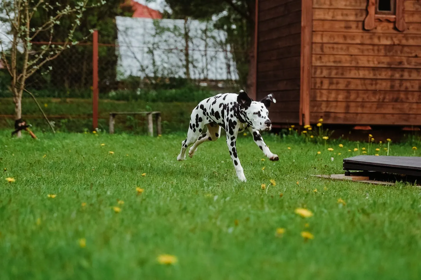 Dalmatian running across a green backyard lawn