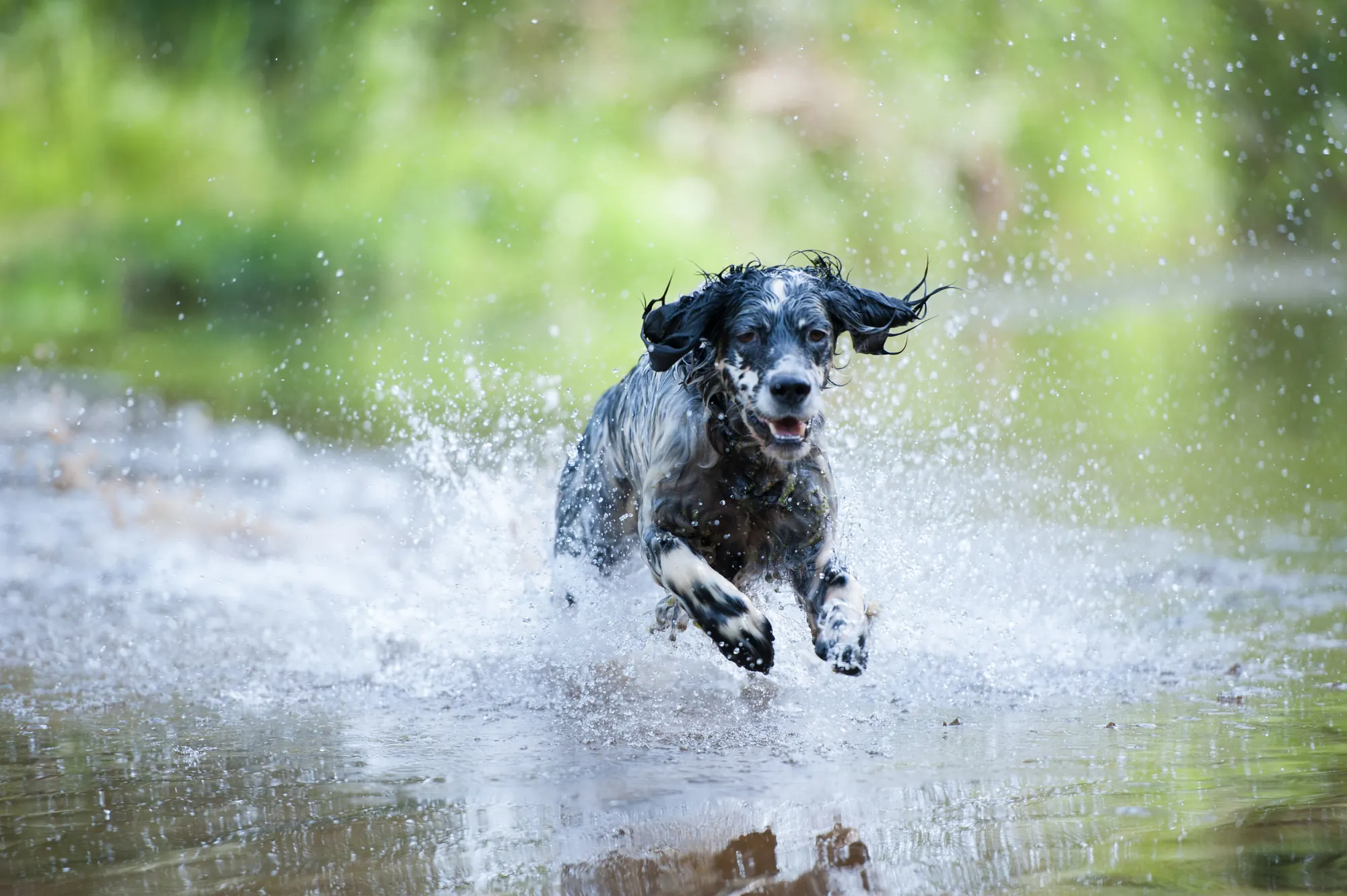 Spaniel splashing through a shallow river at full speed