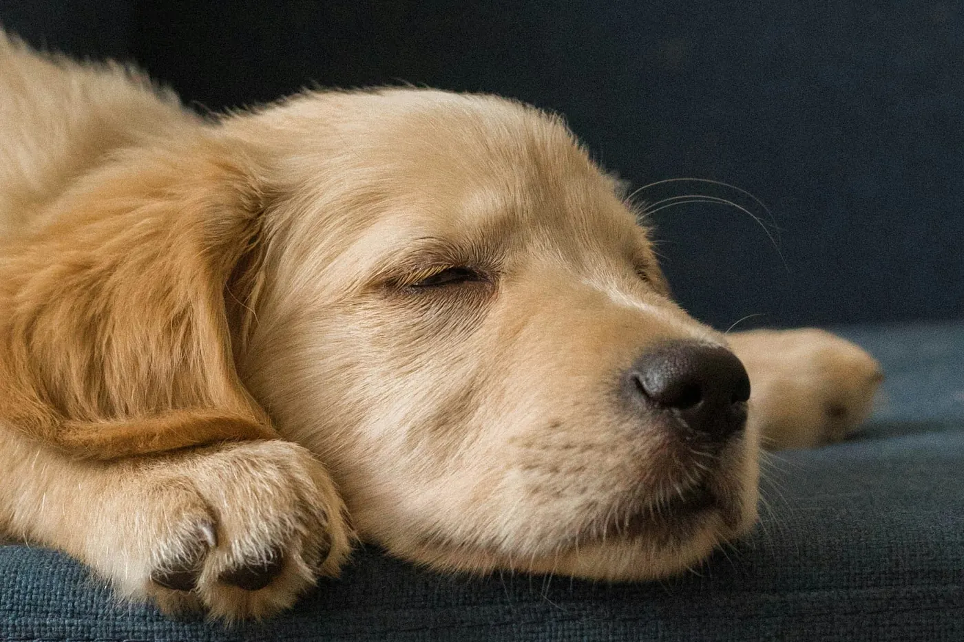 Golden retriever puppy napping on a couch at home