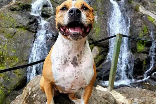 Happy pit bull mix sitting on a rock in front of a foothills waterfall